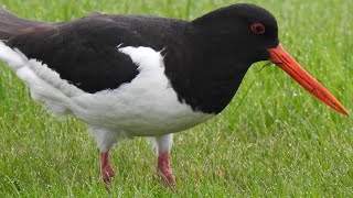 Oystercatcher Call Strandskade lyd Huîtrier pie chant Scholekster roept [upl. by Assirec]