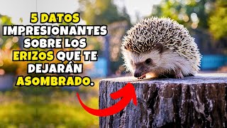 5 datos impresionantes sobre los erizos que te dejarán asombrado [upl. by Madanhoj656]