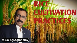 RICE CULTIVATION PRACTICES [upl. by Nnylsia]