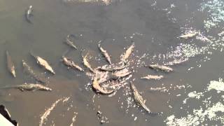 Biggest saltwater crocodile feeding on Costa Rica [upl. by Dorey]