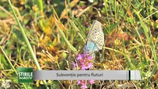 STIRILE AGRO TV  Subventie pentru fluturi [upl. by Enram218]