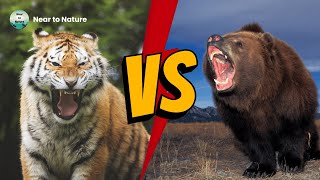 Siberian Tiger VS Kodiak Bear  Who Would Win A Fight [upl. by Ikceb]