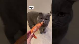 Normal Cats Vs My Cat  Shrimp Edition  Funny Tik Tok Video 😂🥰 [upl. by Tija548]