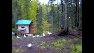 White wings of Alaska  Homing Pigeons [upl. by Ardenia]