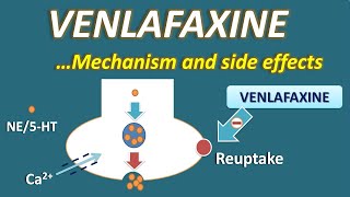 Venlafaxine  Mechanism and side effects [upl. by Heall229]