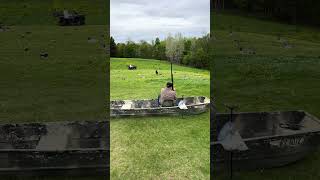 Simulated duckgoose hunt on land for Harley retrievertraining huntingdogtraining duckdog [upl. by Rebah215]