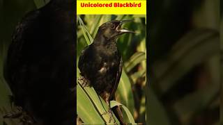 Facts About Unicolored Blackbird facts birdmysteries blackbird [upl. by Nevada]