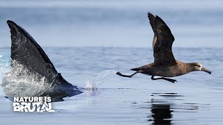 albatross takeoff [upl. by Ahsenid]