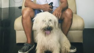 My Briard dog Koda  Full Groom [upl. by Ardnaik]