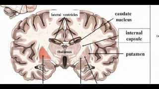 Basal Ganglia  Anatomy 1 [upl. by Ahsiekahs274]