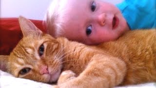 Cats Dogs And Adorable Babies Compilation NEW [upl. by Strickler]