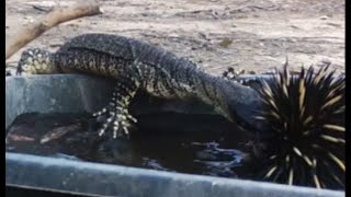 Goanna attacks swimming echidna [upl. by Yrogreg]