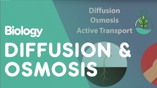 Transport in Cells Diffusion and Osmosis  Cells  Biology [upl. by Gregrory427]