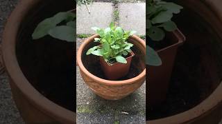 Goedkope hobby planten kweken  subscribe amp samen gaan we zaaien amp stekken [upl. by Nedyrb369]