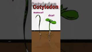 Cotyledon 🌱  Basic Botany  Learn Fast  Urdu [upl. by Gambell]