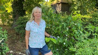 How to Prune Philadelphus and other Spring Flowering shrubs [upl. by Weasner]