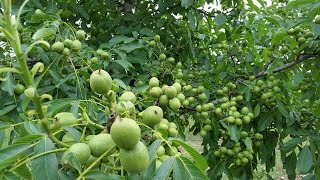 Chandler Walnut Trees  6 Years Old [upl. by Close]