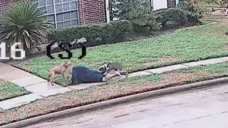 2 large pit bulls shot in Katy area after attacking 3 people including HCSO deputy [upl. by Nyllaf]