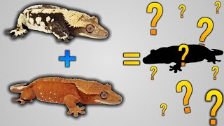 My 2024 Crested Gecko Breeding Pairs [upl. by Eilhsa]