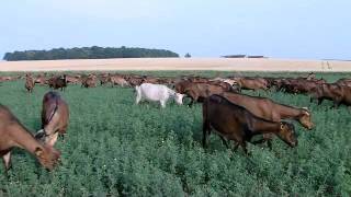 Lélevage de chèvres une vidéo Soignon [upl. by Anitac]