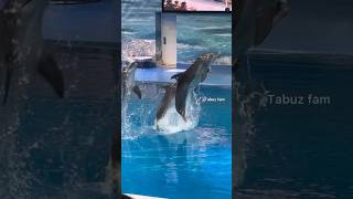 Dolphinarium 🐬 trendingshorts dolphin dolphinarium shorts viralfishingvideo [upl. by Blen28]