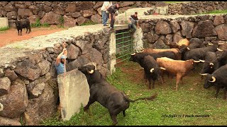 “Apartar de Touros” – Ganadaria AA – Álvaro Amarante – Ilha de São Jorge [upl. by Bertsche312]