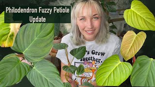 Philodendron Fuzzy Petiole Update [upl. by Rochus]