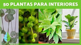 50 PLANTAS de INTERIOR Resistentes y Fáciles de Cuidar 🌵🌼 Nombres y Cuidados [upl. by Egide]