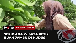 Asyiknya Wisata Petik Buah Jambu Citra di Kudus  Nusantara Terkini tvOne [upl. by Chiaki806]