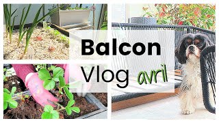 BALCON VLOG  Nouveau lounge repiquer pailler et planter des fraises  Vlog jardinage au balcon [upl. by Aiet]