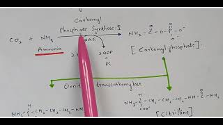 Ureotelism  Excretion  Urea cycle  Bio science [upl. by Blinny]