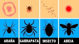 Cómo identificar una picadura de insecto y que hacer con ella [upl. by Ortensia]