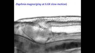 Daphnia magna heart beat video [upl. by Weisburgh]