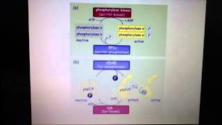 Phosphorylation and dephosphorylation  phosphatases activating and deactivating proteins [upl. by Phillie]