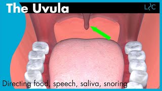 What does the uvula do [upl. by Ahearn164]