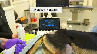 Ultrasoundguided arthrocentesis amp intraarticular injections of the hip amp shoulder joints in dogs [upl. by Anazus]