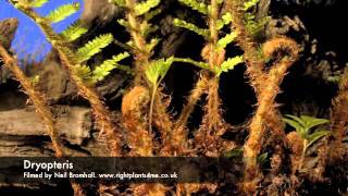 Fern Dryopteris growing over 2 months period time lapse [upl. by Euridice383]