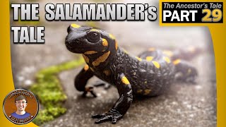 The Salamanders Tale [upl. by Rorie434]