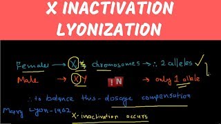 Formation of Barr Body  Inactivation of One X Chromosome in Mammalian Females barrbody shorts [upl. by Teillo319]