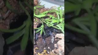 Pterinopelma sazimai Need some love but no food arachnids best hobby arachnophobia tarantula [upl. by Ehpotsirhc]