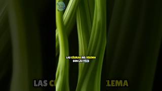 Células del xilema Carreteras hídricas de las plantas 💧biologíavegetal educacióncientífica [upl. by Lalo]