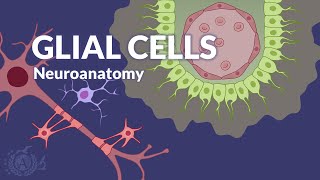 GLIAL CELLS  Nervous system anatomy  Overview [upl. by Ehman304]