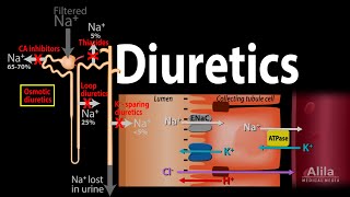 Diuretics  Mechanism of Action of Different Classes of Diuretics Animation [upl. by Nivre]