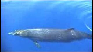 Blainville beaked whales [upl. by Euqirne997]