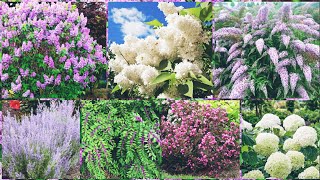 Top 10 Perennial Shrubs to Transform Your Garden [upl. by Ralip]