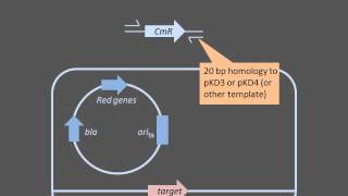 Homologous Recombination [upl. by Arikahs354]