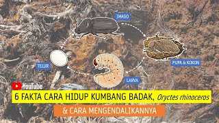 6 FAKTA CARA HIDUP KUMBANG BADAK Oryctes rhinoceros [upl. by Noorah374]