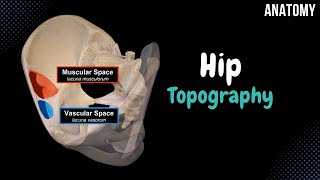 Topography of the Hip Foramina Canals Spaces Femoral Canal [upl. by Cyprus]