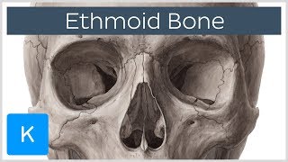 Ethmoid Bone of the Viscerocranium  Human Anatomy  Kenhub [upl. by Ettenowtna898]