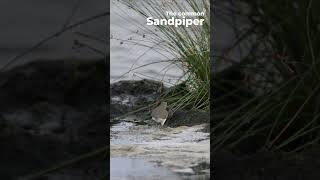 Common Sandpiper Actitis hypoleucos  Western Ghats  Nikon Z6III  180 600 zoom Lens [upl. by Meryl]